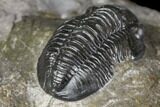 Detailed Gerastos Trilobite Fossil - Morocco #141676-2